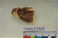 藏品(黃頭扇尾鶯)的圖片